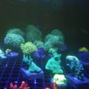 Corner Cove Corals - Aquaculture