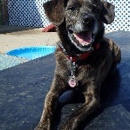 Dog's Life On Damen - Hostels