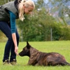 Marjon Kennels gallery