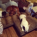 Doyle's Doggie Daycare - Dog Day Care