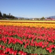 Tulip Town