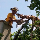 Stephenson Tree Care Inc - Tree Service