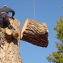 LOW COST STUMP GRINDING AND TREE WORK