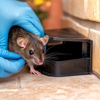 All-Seasons Termite & Pest Control gallery