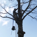 A cut above tree service - Arborists