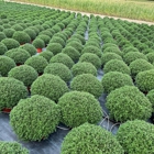 Reiff's Nursery & Greenhouses