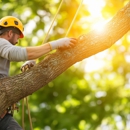 Sterling Tree & Lawn Service - Tree Service