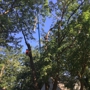 Birmingham Tree Service