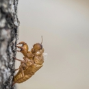 Browning Pest Control - Pest Control Equipment & Supplies