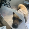 Faulkner Animal Hospital gallery