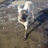 Canine Cleanup Crew gallery