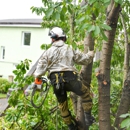Pueblo Tree Trim - Tree Service