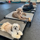 Meadowlake Pet Resort