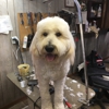 Bayou Vista Pet Grooming gallery