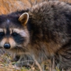 Hero Wildlife gallery