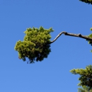 D&S Tree Service - Tree Service