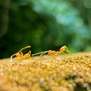 All-State Exterminating Co - Pest Control Equipment & Supplies