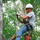 McBride Tree Service - Stump Removal & Grinding
