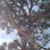 Central Colorado Tree Service gallery