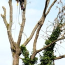 Tannenbaum Tree Care - Tree Service