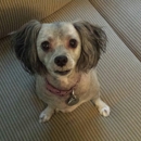 Pet Supplies Plus - Pet Supplies & Foods-Wholesale & Manufacturers