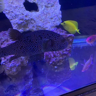 Rob's Aquatics - Tinley Park, IL