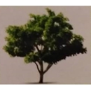 TTS Landscape & Tree Management Services - Tree Service