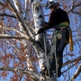 A-1 Affordable Tree Service