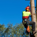 Sam's Tree Service - Tree Service