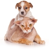 Fidosit Pet Sitter gallery