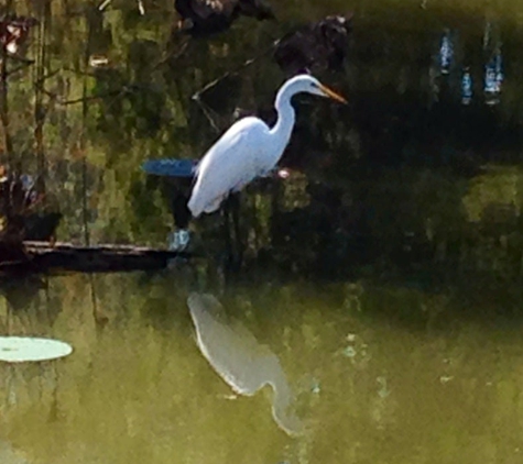 Cajun Country Swamp Tours - breaux bridge, LA