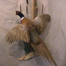 Wiley's Taxidermy