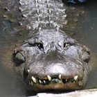 Swamp Fever Airboat Adventures