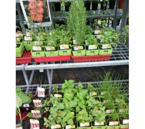 Mitre 10 Beaudesert - Beaudesert, QLD. Herbs & Seedlings