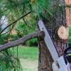 Affordable Tree Experts gallery