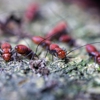 Yale Pest Control gallery