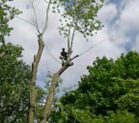 Johnathan Gill Tree Service - Bowling Green, KY. Big maple close to house where bucket cant get to