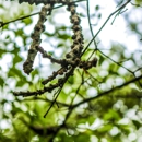 Cheap Peter Tree Service - Tree Service