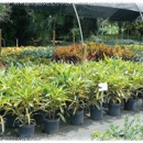 Creek Nursery - Nurseries-Plants & Trees