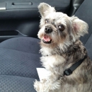 Chesapeake Veterinary Surgical Specialists - Towson - Veterinarian Emergency Services