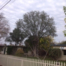 San Jose Tree Service - Tree Service