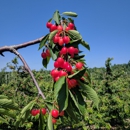Moelker Orchards - Farmers Market