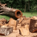 Camarillo Tree Service Pros - Tree Service