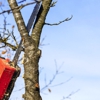 Arbortec Tree Service gallery