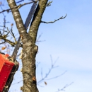 Arbortec Tree Service - Tree Service