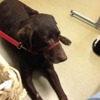 Powhatan Animal Hospital gallery