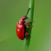 Chet's Termite & Pest Management, Inc. gallery