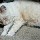 Lost Our Home Pet Rescue - Pet Services