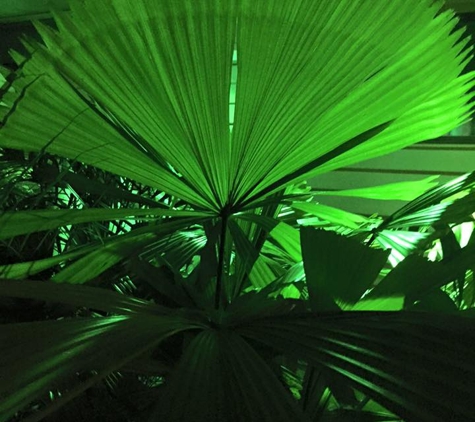 Premier Palms Nursery - Mariginiup, WA