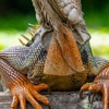 Kurko's Wildlife & Animal Removal gallery